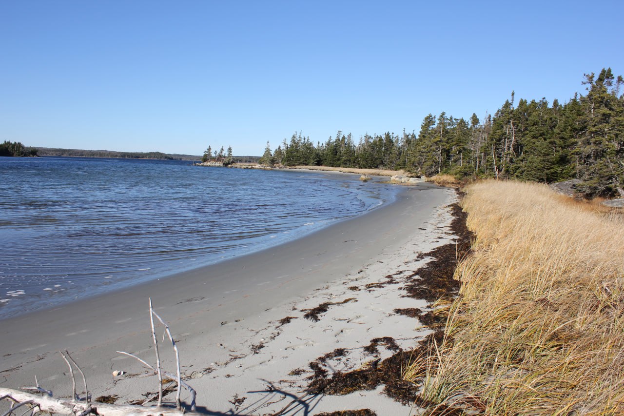 Bosque junto a la orilla de Gegogan Beach
